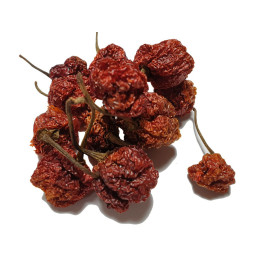 Trinidad scorpion Chili 10gr